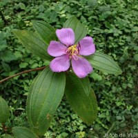 Melastoma malabathricum L.